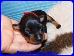 trpe pinscher D-alom