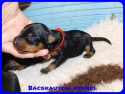 trpe pinscher D-alom