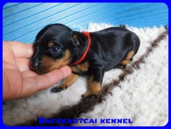 trpe pinscher D-alom