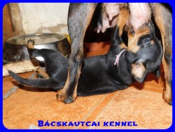 Bcskautcai Drazs