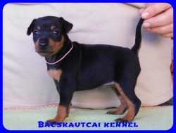 Bcskautcai Drazs