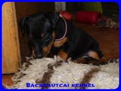 Bcskautcai Drazs