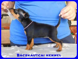 Bcskautcai Drazs