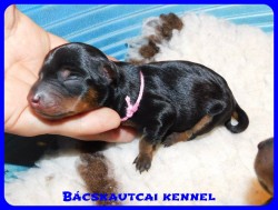 trpe pinscher D-alom