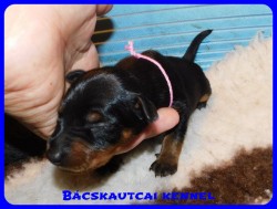 trpe pinscher D-alom