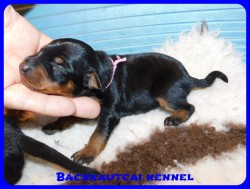 trpe pinscher D-alom