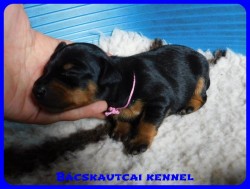 trpe pinscher D-alom