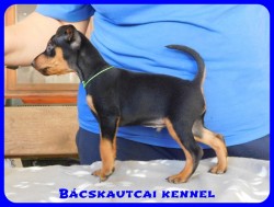 Bcskautcai Danci Man