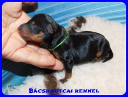 trpe pinscher D-alom