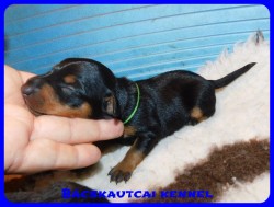 trpe pinscher D-alom