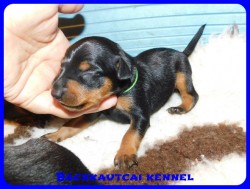 trpe pinscher D-alom