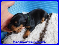 trpe pinscher D-alom