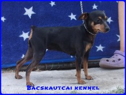 Bcskautcai Elza