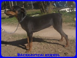 Bcskautcai Elza