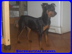 Bcskautcai Elza
