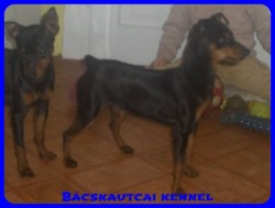 Bcskautcai Elza