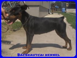 Bcskautcai Elza