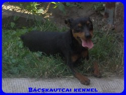 Bcskautcai Elza