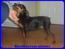 Bcskautcai Elza