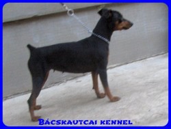 Bcskautcai Elza