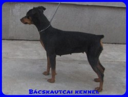 Bcskautcai Elza