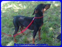 Bcskautcai Elza