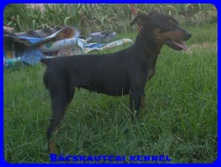 Bcskautcai Elza