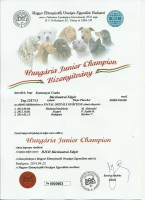 Bcskautcai Edgr Hungria Junior Champion