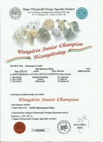 Bcskautcai Elisa Hungria Junior Champion