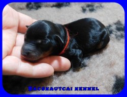 Bcskautcai Ella