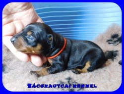 Bcskautcai Ella