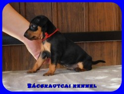 Bcskautcai Ella