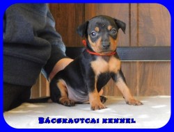 Bcskautcai Ella