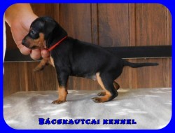 Bcskautcai Ella