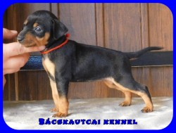 Bcskautcai Ella