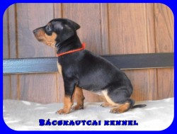 Bcskautcai Ella