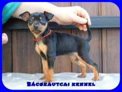 Bcskautcai Ella
