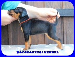 Bcskautcai Ella