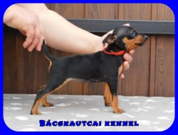 Bcskautcai Ella