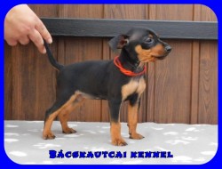 Bcskautcai Ella