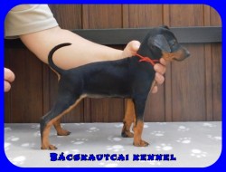 Bcskautcai Ella
