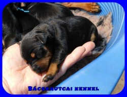 Bcskautcai Eld