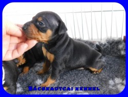 Bcskautcai Eld