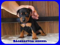 Bcskautcai Eld