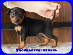 Bcskautcai Eld