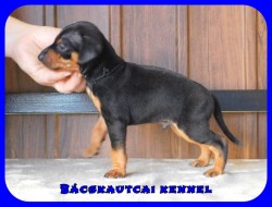 Bcskautcai Eld