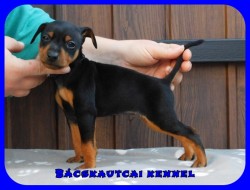 Bcskautcai Eld