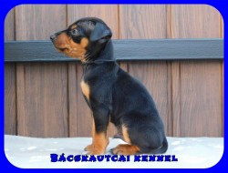 Bcskautcai Eld