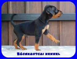 Bcskautcai Eld