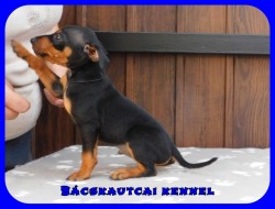 Bcskautcai Eld
